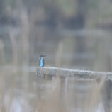 Eisvogel
