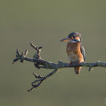 Eisvogel