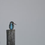 Eisvogel