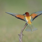 Bienenfresser