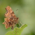 C-Falter