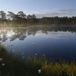 Knuthöjdsmossen