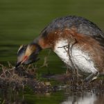 Ohrentaucher