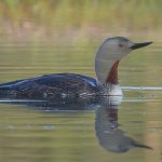Sterntaucher