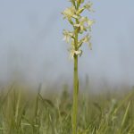 Zweiblättrige Waldhyazinthe