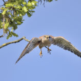 Turmfalke