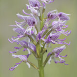 Affenknabenkraut (Orchis simia)