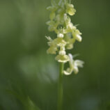 Blasses Knabenkraut (Orchis pallens)