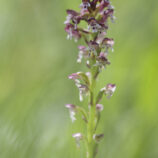 Brandknabenkraut (Neotinea ustulata)