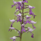 Helmknabenkraut (Orchis militaris)