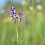 Kleines Knabenkraut (Anacamptis morio)