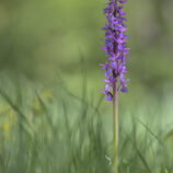 Männliches Knabenkraut (Orchis mascula) - Bild-Nr. Dieter_240429_8271