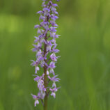 Männliches Knabenkraut (Orchis mascula)
