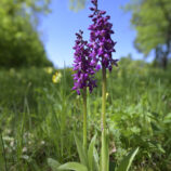 Männliches Knabenkraut (Orchis mascula)