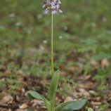 Purpurknabenkraut (Orchis purpurea)