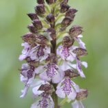 Purpurknabenkraut (Orchis purpurea)