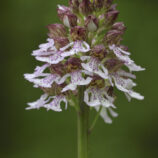 Purpurknabenkraut (Orchis purpurea)