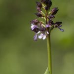 Purpurknabenkraut