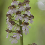 Purpurknabenkraut (Orchis purpurea)