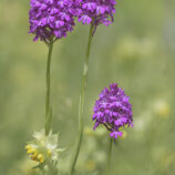 Pyramiden-Hundswurz (Anacamptis pyramidalis)
