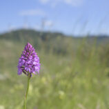 Pyramiden-Hundswurz (Anacamptis pyramidalis)
