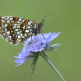 Baldrian-Scheckenfalter