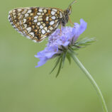 Baldrian-Scheckenfalter - Bild-Nr. Dieter_250711_9398