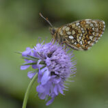 Baldrian-Scheckenfalter