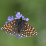 Baldrian-Scheckenfalter