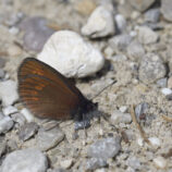 Kleiner Mohrenfalter