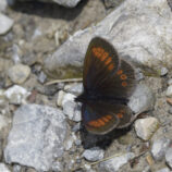 Kleiner Mohrenfalter