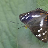 Kleiner Schillerfalter