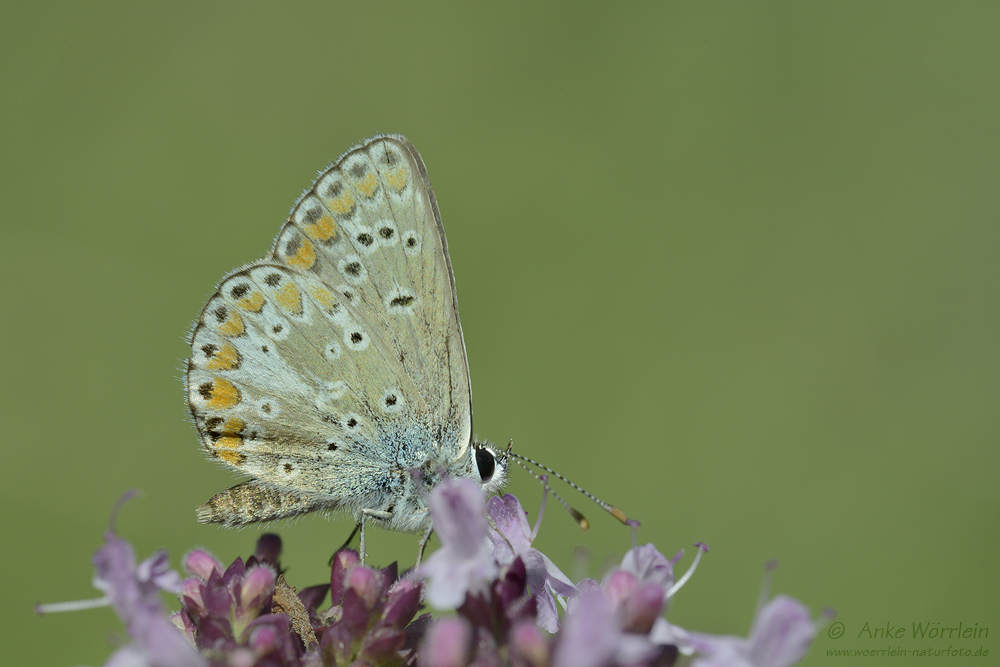 Kleiner Sonnenröschen-Bläuling (Aricia agestis)