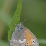 Kleines Wiesenvögelein