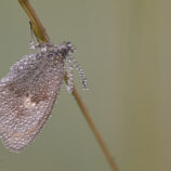 Kleines Wiesenvögelein