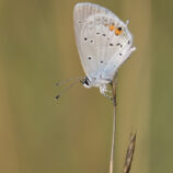 Kurzschwänziger Bläuling