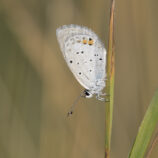 Kurzschwänziger Bläuling