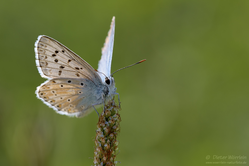 Silbergrüner Bläuling (Polyommatus coridon)