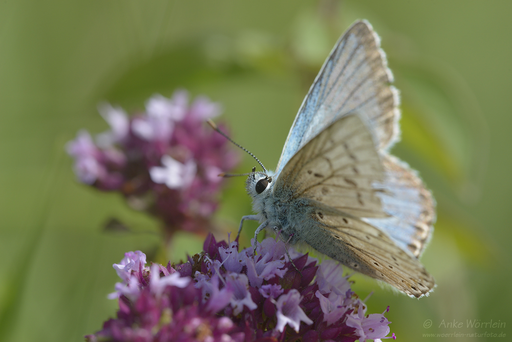 Silbergrüner Bläuling (Polyommatus coridon)