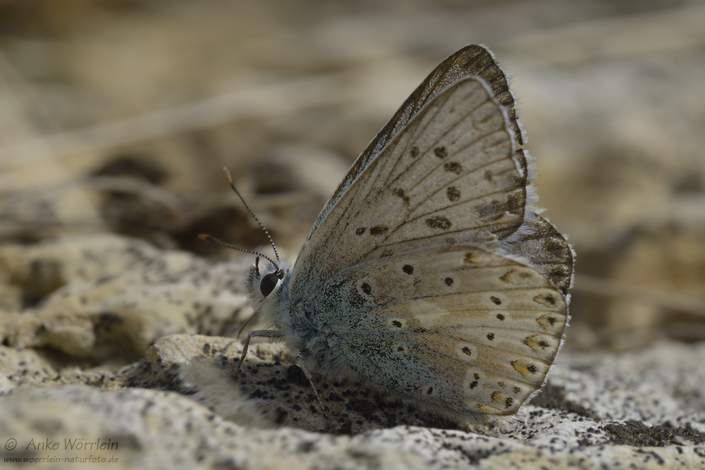 Silbergrüner Bläuling (Polyommatus coridon)