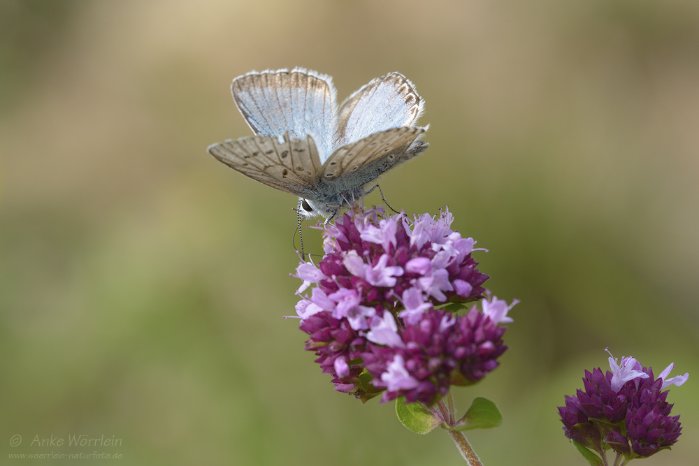 Silbergrüner Bläuling (Polyommatus coridon)