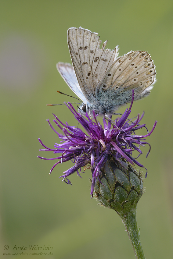 Silbergrüner Bläuling (Polyommatus coridon)