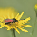 Thymian/Bibernell-Widderchen