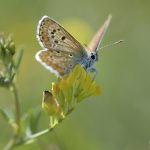 Kleiner Sonnenröschen-Bläuling