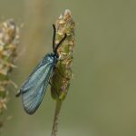Grünwidderchen