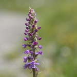 Mückenhändelwurz