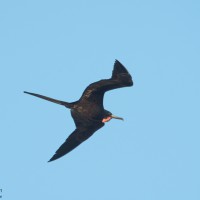 Fregattvogel, Cienfuegos