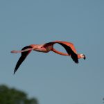 Flamingo, Cienfuegos