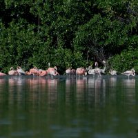 Flamingos, Cienfuegos