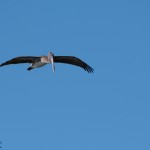 Brauner Pelikan, Cienfuegos